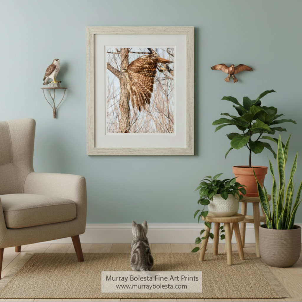 Flying Hawk bird art by Murray Bolesta