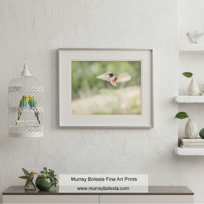 A hummingbird with a blue and red head is captured in mid-flight, its wings spread wide as it hovers above a lush, green landscape. Hummingbird in Flight Art | Spring Green Nature Decor Tucson by Murray Bolesta