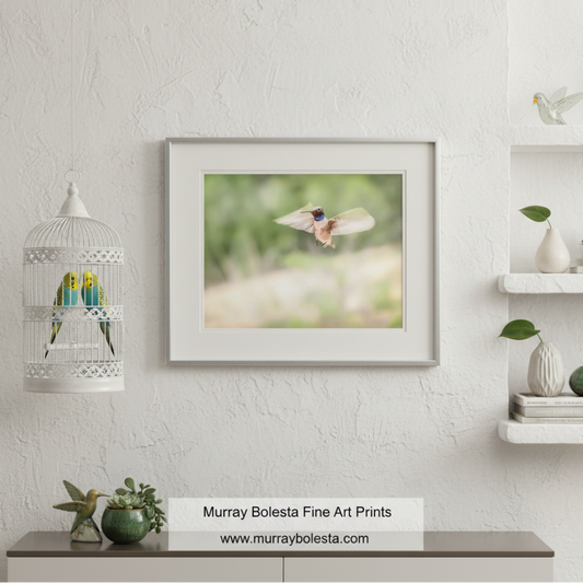 A hummingbird with a blue and red head is captured in mid-flight, its wings spread wide as it hovers above a lush, green landscape. Hummingbird in Flight Art | Spring Green Nature Decor Tucson by Murray Bolesta