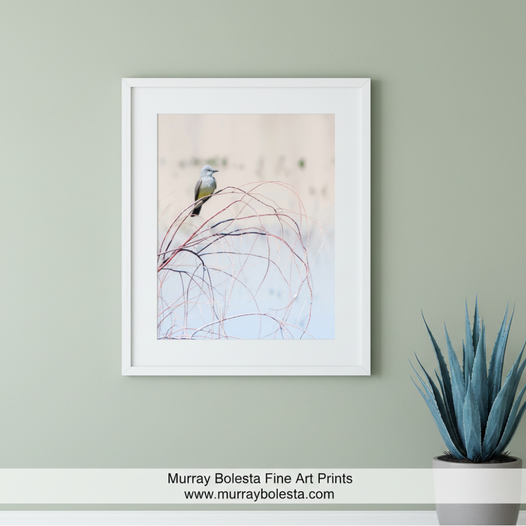 A vertical photographic art print depicting a small gray bird perched on delicate, thin red and dark branches against a soft, pale background, shown with a subtle drop shadow on a white backdrop. Arizona pastel bird art by Murray Bolesta