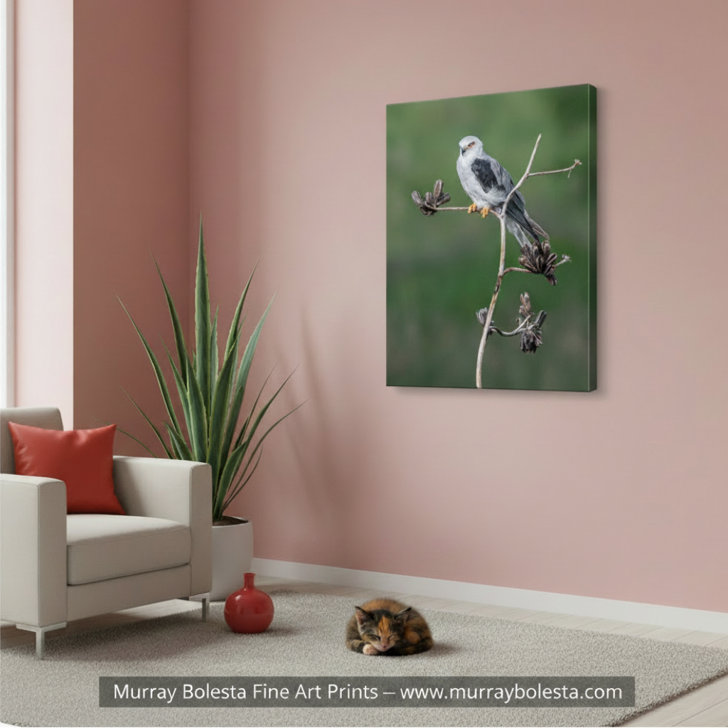 A white bird with a gray head and black wings is perched on a branch Kite Bird Minimalist Art with Agave - Arizona Bird Print by Murray Bolesta