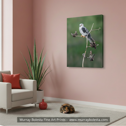 A white bird with a gray head and black wings is perched on a branch Kite Bird Minimalist Art with Agave - Arizona Bird Print by Murray Bolesta