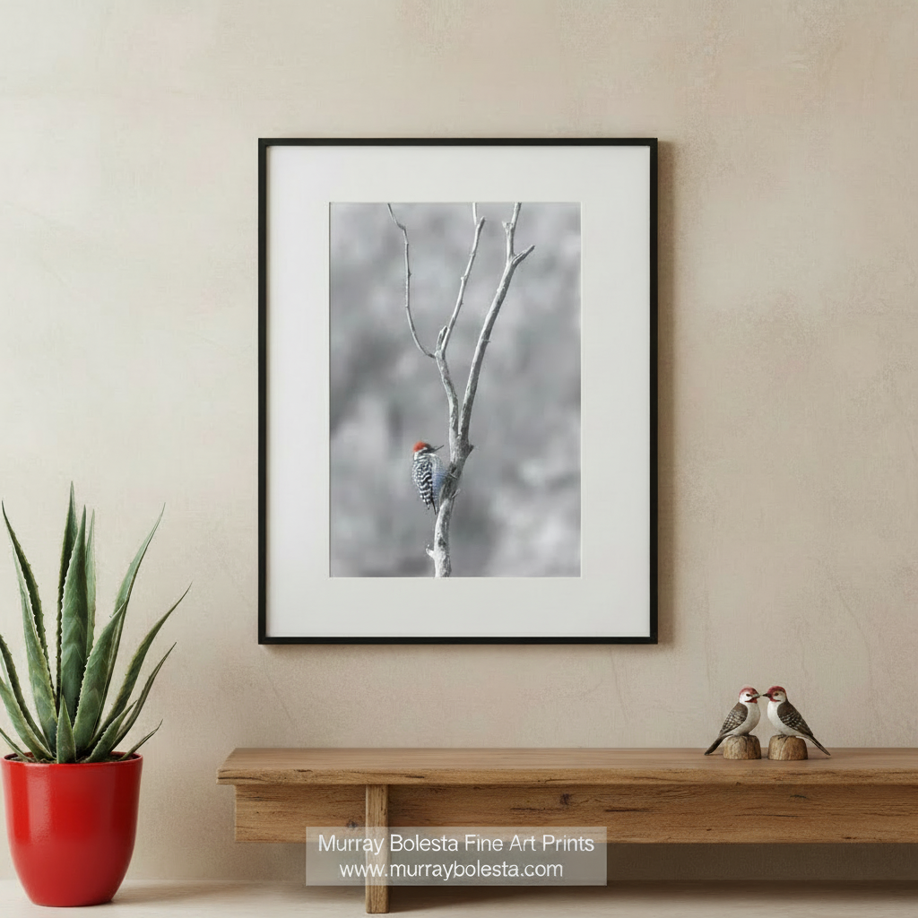 A red-headed woodpecker perched on a bare tree branch against a blurred, gray background. Ladderback Woodpecker Winter Print - Arizona Minimalist Bird Art by Murray Bolesta