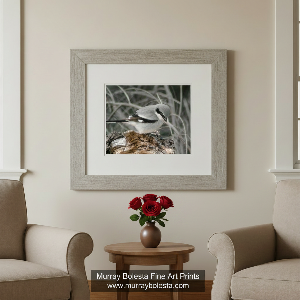 A gray and white bird perched on a tree stump in a natural setting. Loggerhead Shrike Bird Art - Arizona Avian Wall Decor Print by Murray Bolesta