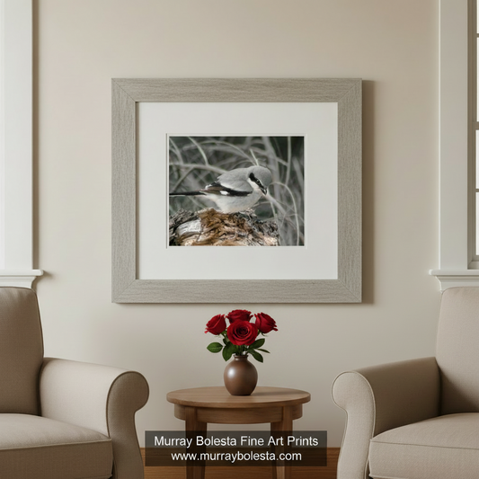 A gray and white bird perched on a tree stump in a natural setting. Loggerhead Shrike Bird Art - Arizona Avian Wall Decor Print by Murray Bolesta