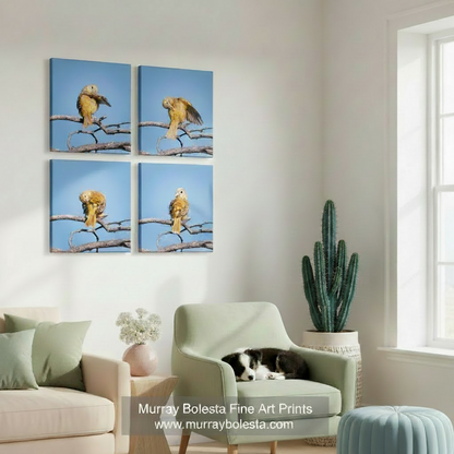 The image is a collage of four square photographs depicting a yellow bird perched on a branch against a blue sky. Songbird Art Photography | Matched Set of 4 Square Framed Prints by Murray Bolesta