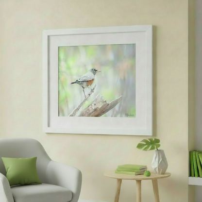 A small bird with a gray and orange plumage is perched on a wooden branch, facing to the right. American Red Robin Bird Art Print - Restful Nature Wall Decor Patagonia Arizona by Murray Bolesta