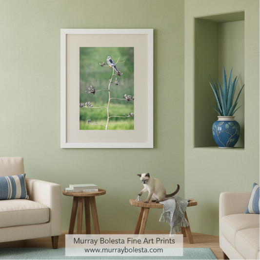 A small bird perches on a branch, surrounded by dried flowers and leaves, against a blurred green background. Kite Bird on Desert Agave | Southwestern Bird Photography Print by Murray Bolesta
