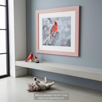 A vibrant red cardinal bird perches on a branch, its bright plumage contrasting against the muted tones of the background. Red Cardinal Art | Winter Bird Photography Print Madera Canyon by Murray Bolesta