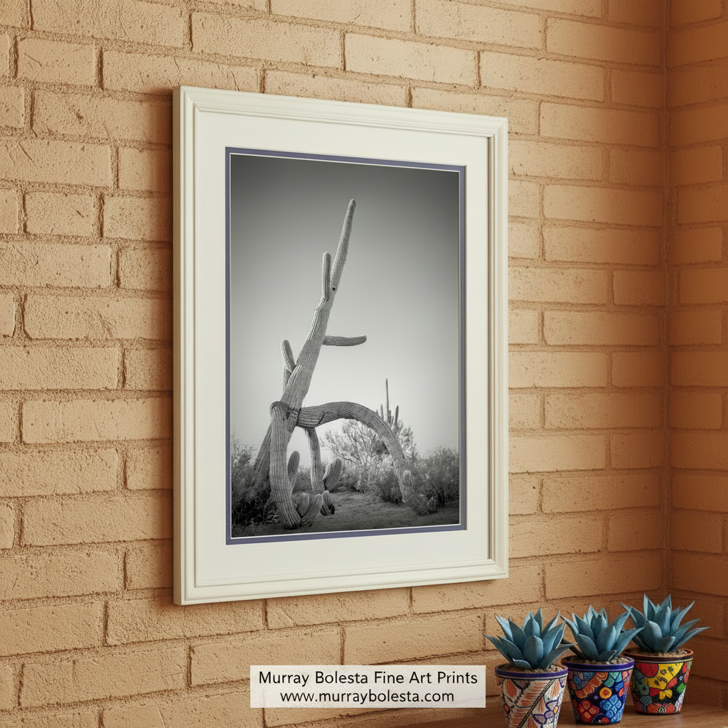 A black and white photograph of a twisted, gnarled cactus plant in a desert landscape. Cactus Decor in Black and White | Unique Sonoran Desert Artwork by Murray Bolesta