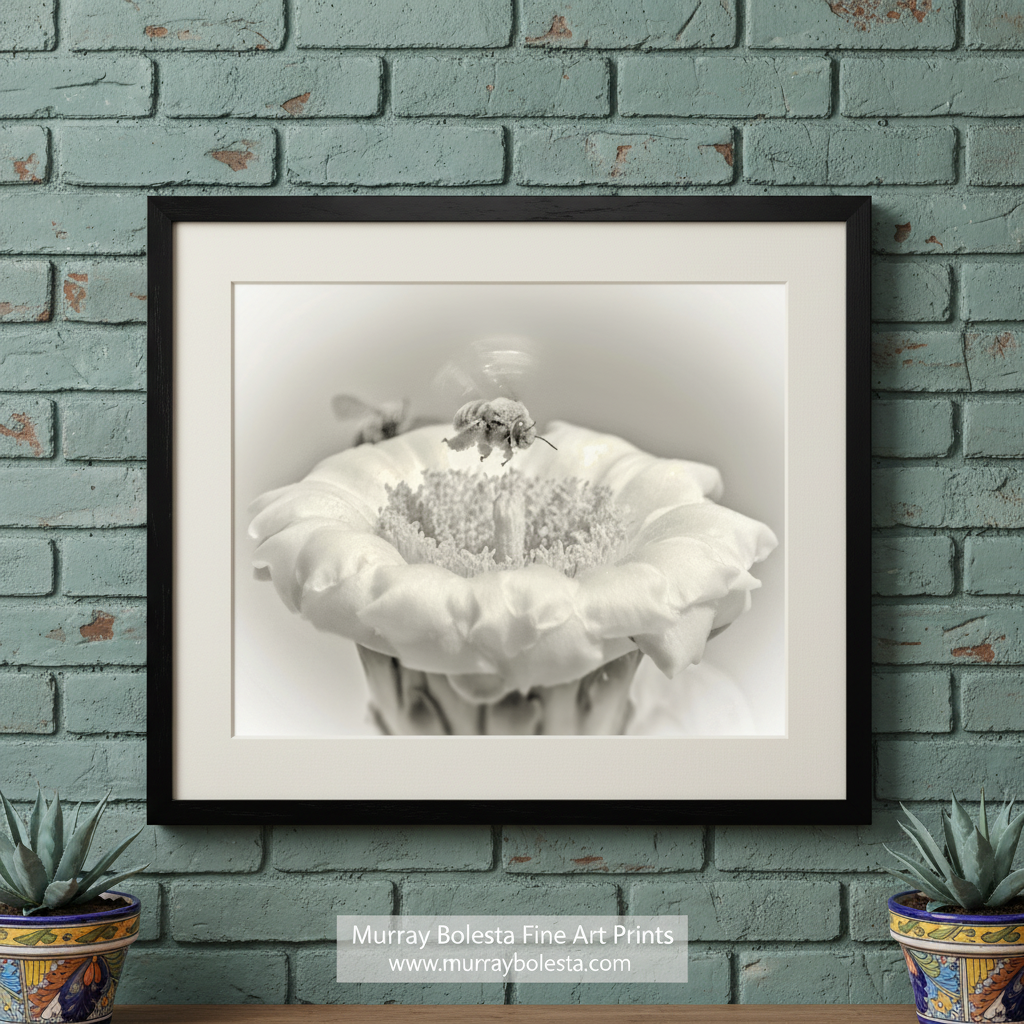 A close-up black and white photograph of a delicate flower with a bee resting on it. Cactus Flower & Bumble Bee | Arizona Desert Nature Wall Art Print by Murray Bolesta