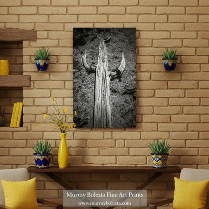 A black and white photograph of a cactus plant with its distinctive curved, spiny stems and leaves. Cactus Spines | Black & White Saguaro Desert Wall Art Print Arizona by Murray Bolesta
