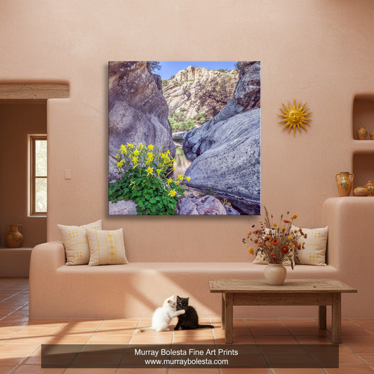 Yellow Columbine Flower Art Print | Arizona Canyon Picture by Murray Bolesta