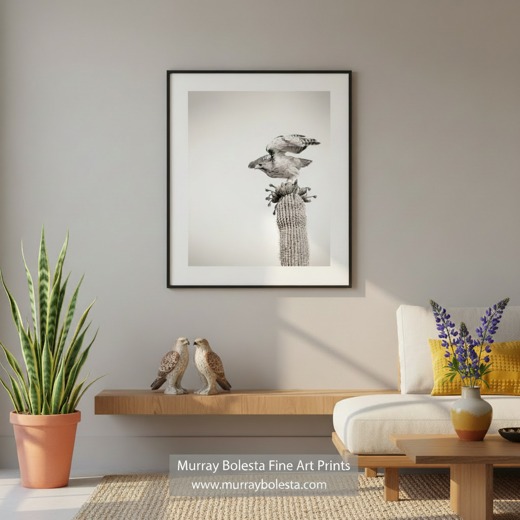 A bird perched on a cactus, with its wings spread wide, against a plain background. Desert Hawk on Saguaro Cactus - Arizona Bird Wall Art Print by Murray Bolesta