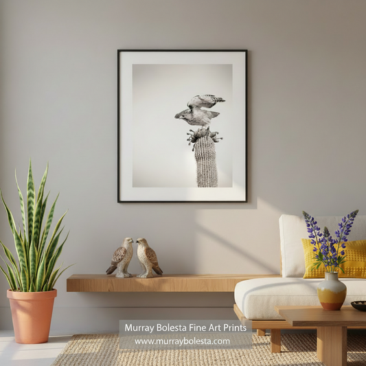 A bird perched on a cactus, with its wings spread wide, against a plain background. Desert Hawk on Saguaro Cactus - Arizona Bird Wall Art Print by Murray Bolesta