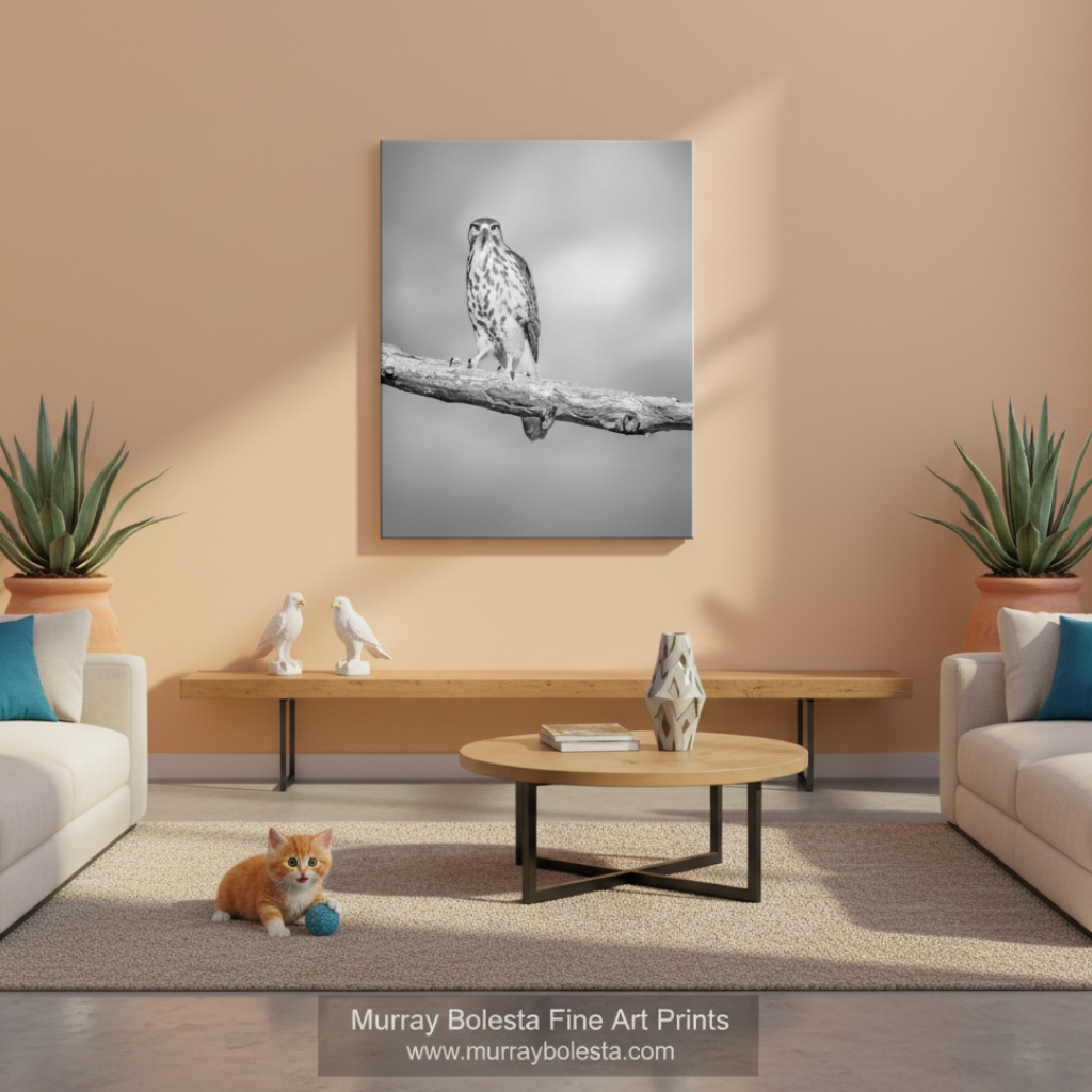 A small bird perches on a branch, its gaze fixed intently on the camera. Hawk Bird Art Print | Minimalist Avian Decor Black & White by Murray Bolesta Arivaca Arizona Cienega