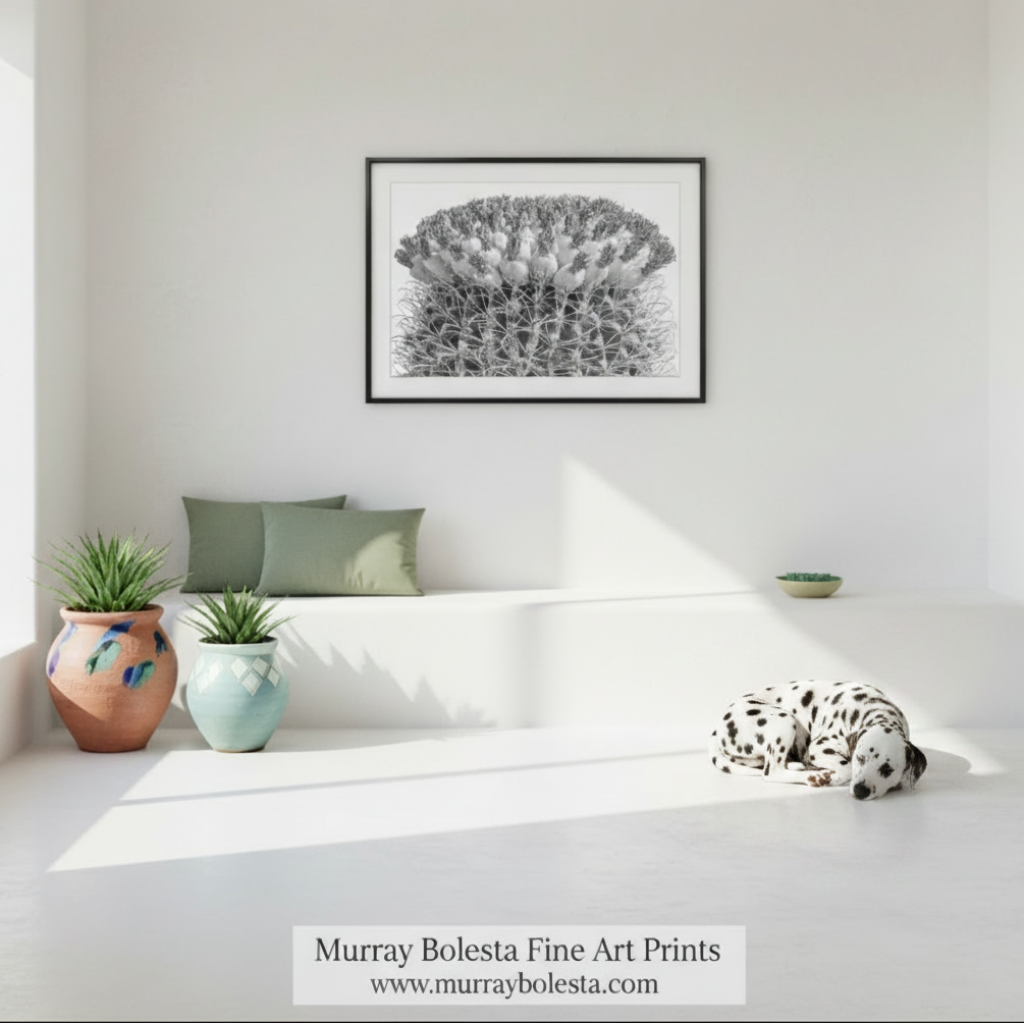 A close-up black and white image of a cactus plant with numerous spines and small white flowers or buds. Black & White Barrel Cactus | Tuna Fruit Desert Botanical Art by Murray Bolesta