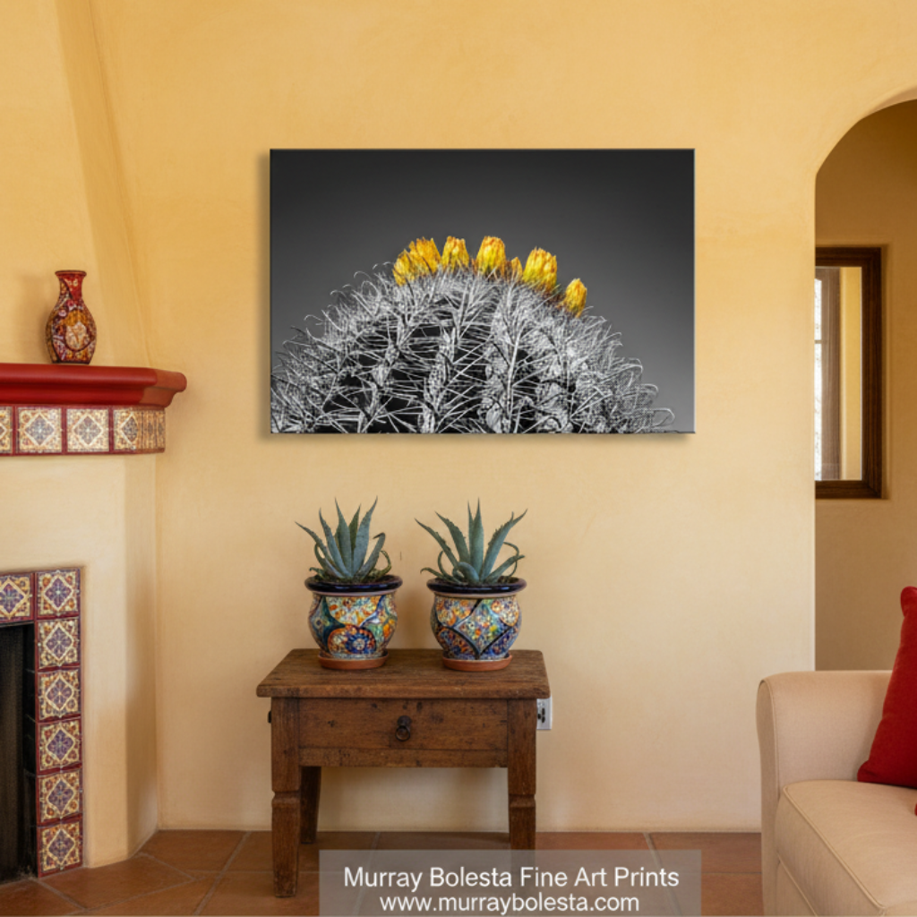 A close-up view of a cactus plant with yellow flowers blooming on top, set against a black and white background. Black and White Barrel Cactus Art Print - Arizona Desert Photo by Murray Bolesta
