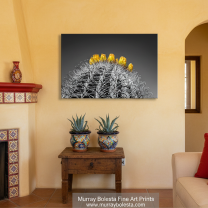A close-up view of a cactus plant with yellow flowers blooming on top, set against a black and white background. Black and White Barrel Cactus Art Print - Arizona Desert Photo by Murray Bolesta