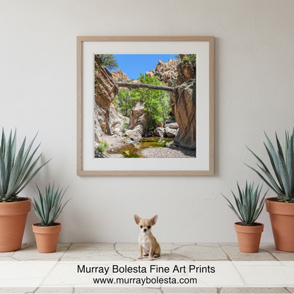 My beautiful desert canyon photograph with a fallen log in the Arizona wilderness! I captured this scene one of the remotest parts of borderlands Arizona. This is the spring water of Sycamore Canyon, Pajarita Wilderness! Original, unique signed art by Murray Bolesta.
