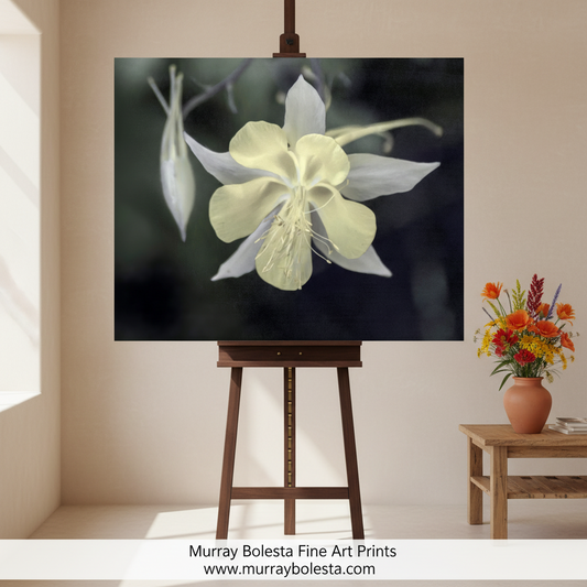 Wild Arizona Columbine Flower Art | Botanical Print by Murray Bolesta!