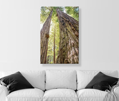 Big Basin Santa Cruz Redwood Forest Art – Vertical Tree Photo