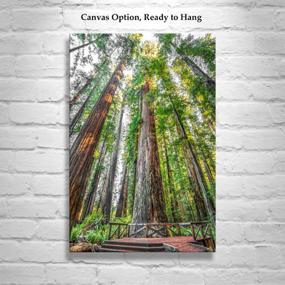 Stout Grove Artwork Print – Jedediah Smith Redwoods Decor | Vertical Art