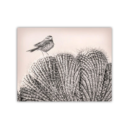 Cactus Wren Bird Art Print on Crested Cactus in Tucson Arizona Desert