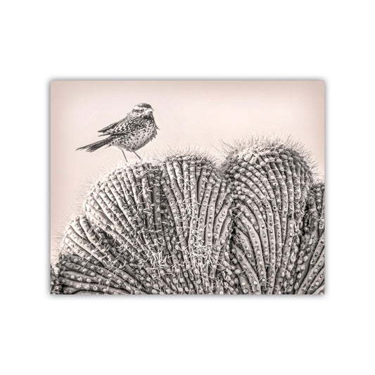 Cactus Wren Bird Art Print on Crested Cactus in Tucson Arizona Desert