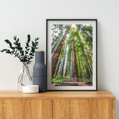 Stout Grove Artwork Print – Jedediah Smith Redwoods Decor | Vertical Art