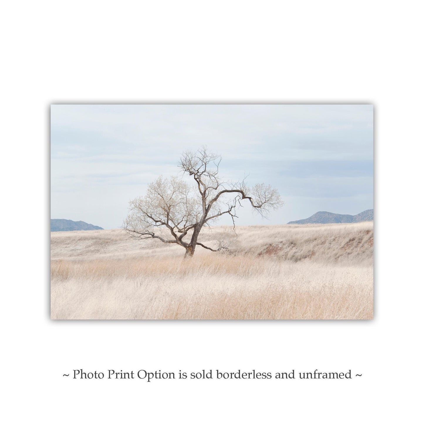 Landscape Fine Art Print of Southwest Prairie Grasslands