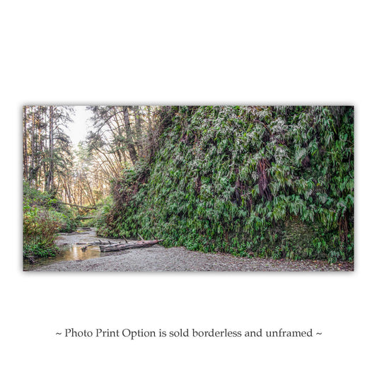Fern Canyon Redwood Forest Print – Fine Art Panoramic Nature Artwork
