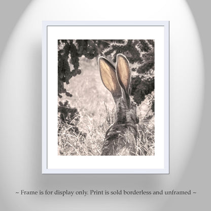 Desert Jackrabbit Art Print | Arizona Wildlife Art | Cholla Cactus