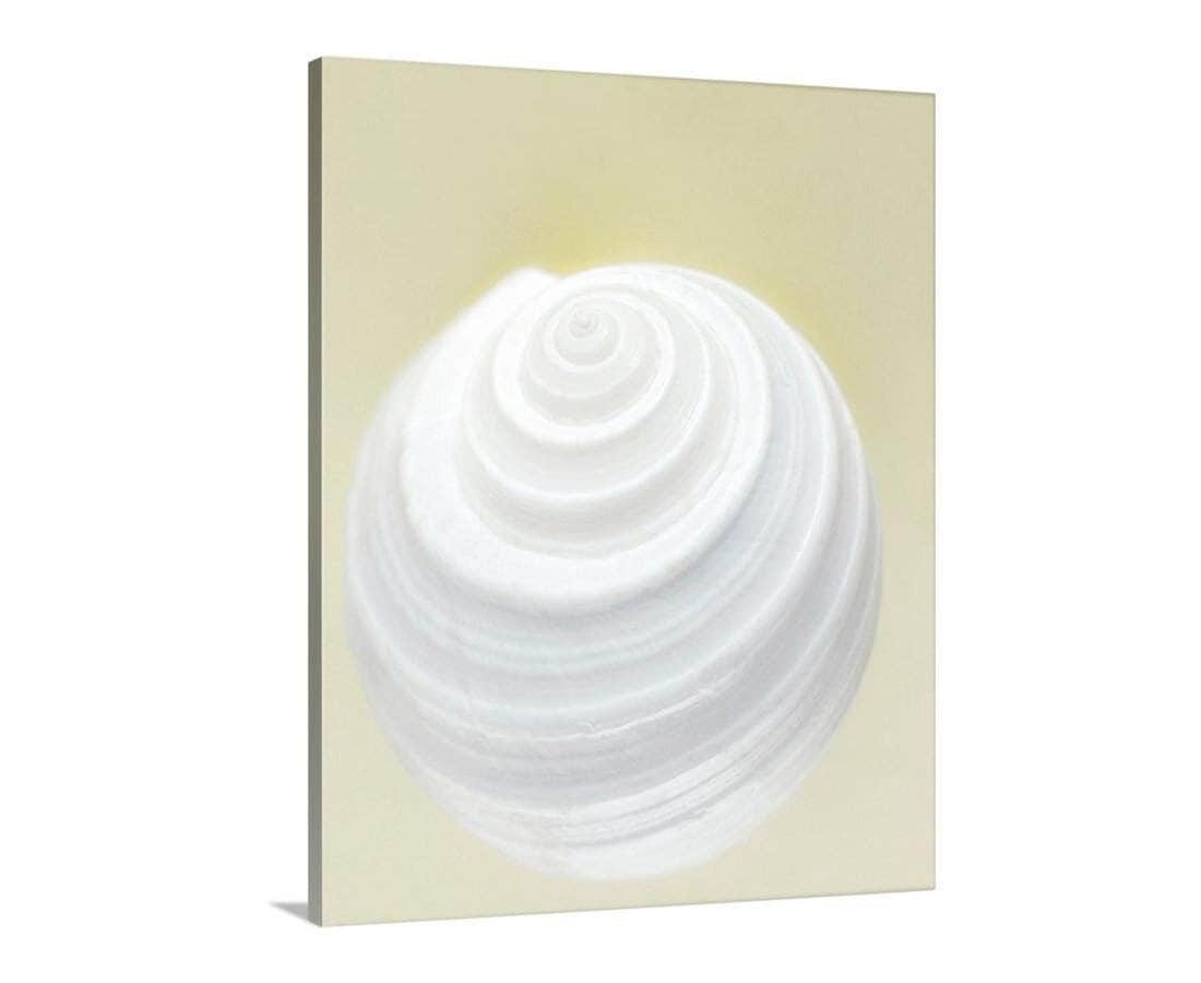 Seashell Wall Decor | Elegant Bathroom Wall Art on Framed Canvas