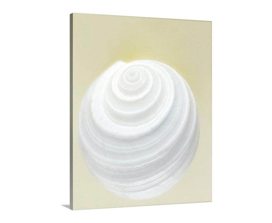 Seashell Wall Decor | Elegant Bathroom Wall Art on Framed Canvas
