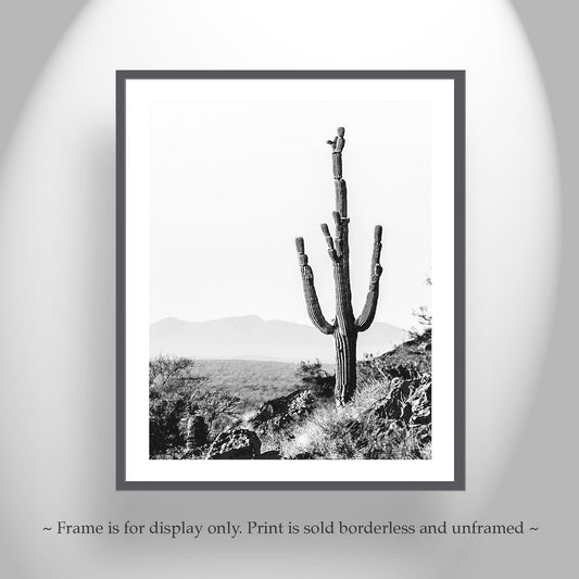 Cactus Picture Print in Black and White with Arizona Desert Landscape