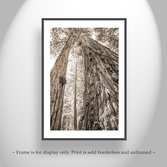 Big Basin Santa Cruz Redwood Forest Art – Sepia Vertical Tree Photo