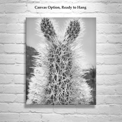 Tucson Arizona Cholla Cactus Art – Fine Art Southwestern Desert Art