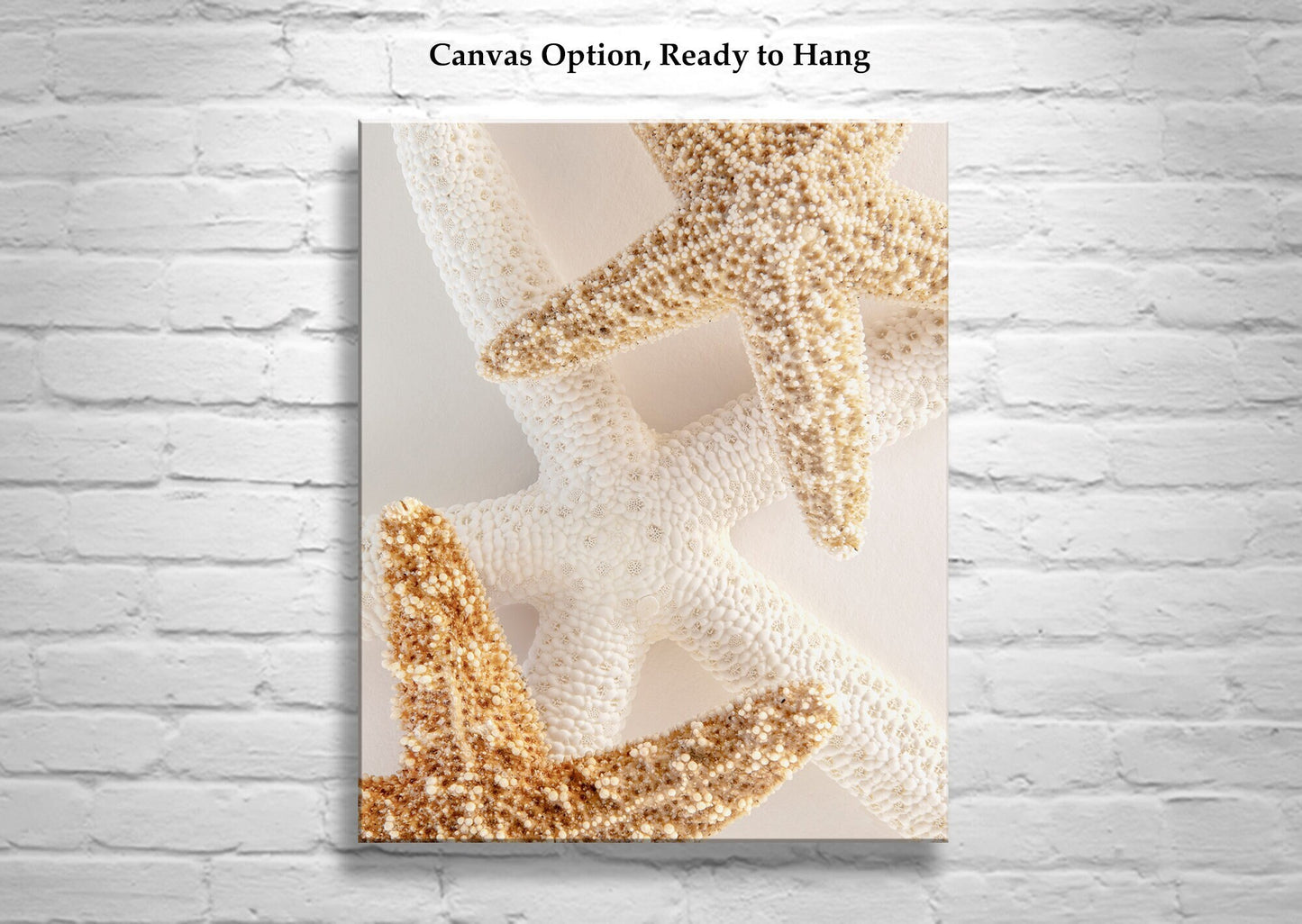 Starfish Seashells Still LIfe Art as Bathroom Wall Decor