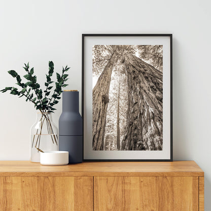 Big Basin Santa Cruz Redwood Forest Art – Sepia Vertical Tree Photo