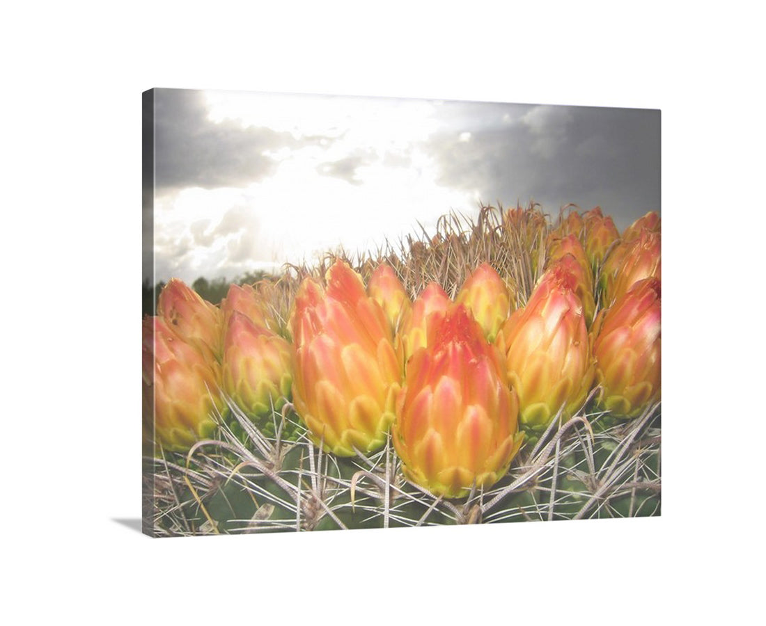 Canvas print of a cactus with red and green fruits against a cloudy sky. Red Barrel Cactus Desert Flower Art Print | Southwestern Wall Decor