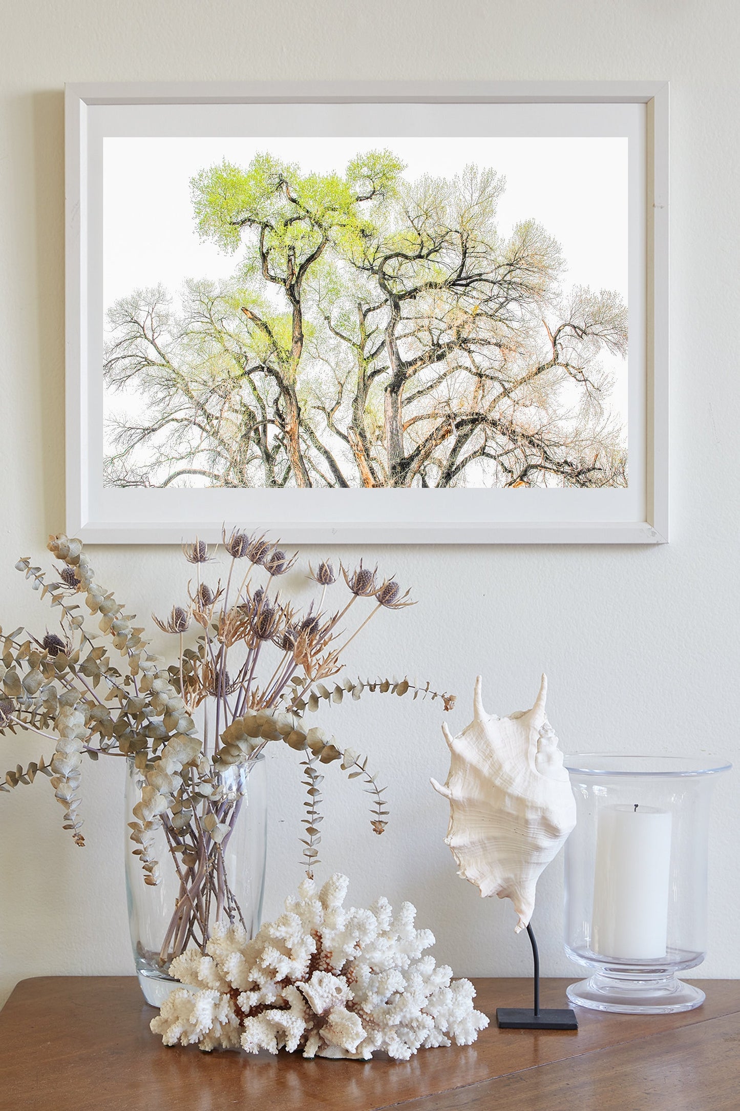 Cottonwood Tree Fine Art Print – Tucson Arizona Nature Wall Decor