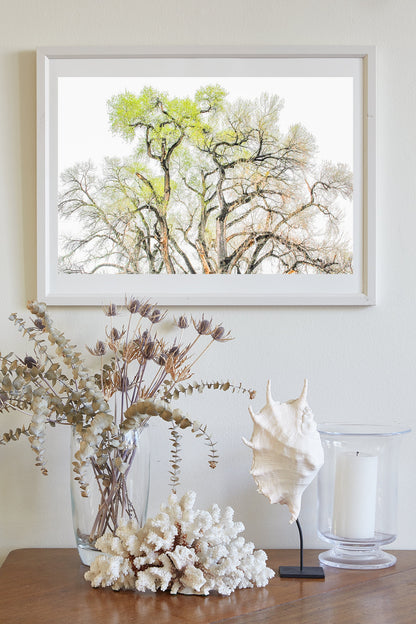 Cottonwood Tree Fine Art Print – Tucson Arizona Nature Wall Decor