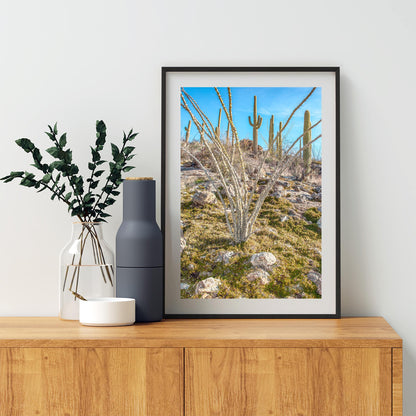 Ocotillo and Saguaro Cactus Landscape in Spring | Arizona Desert Art
