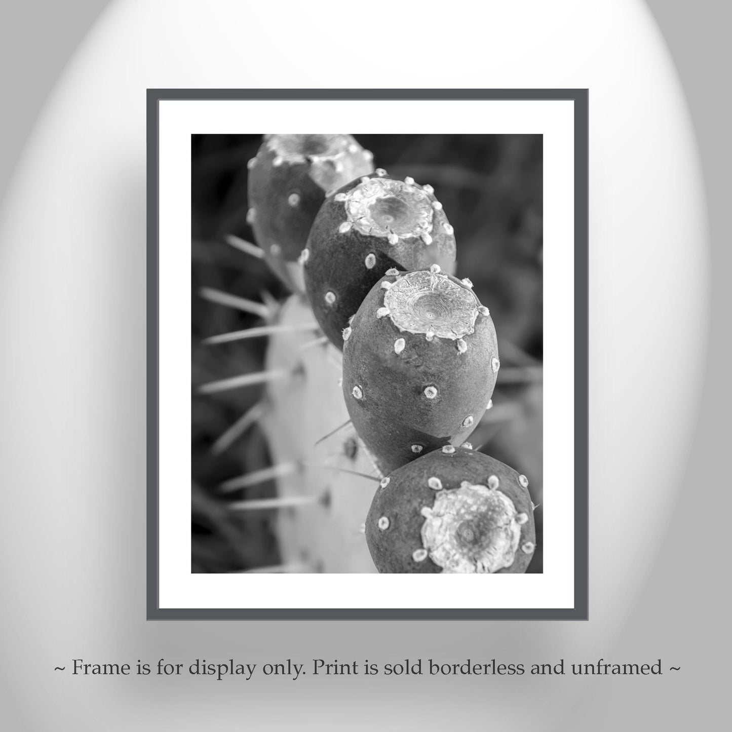 Santa Rita Cactus Fruit Black and White Desert Botanical Wall Art