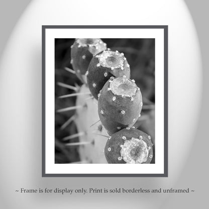 Santa Rita Cactus Fruit Black and White Desert Botanical Wall Art