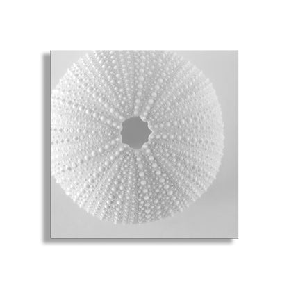 Sea Urchin Wall Art in White on White For Bathroom or Home