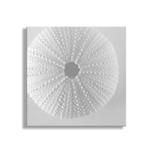 Sea Urchin Wall Art in White on White For Bathroom or Home