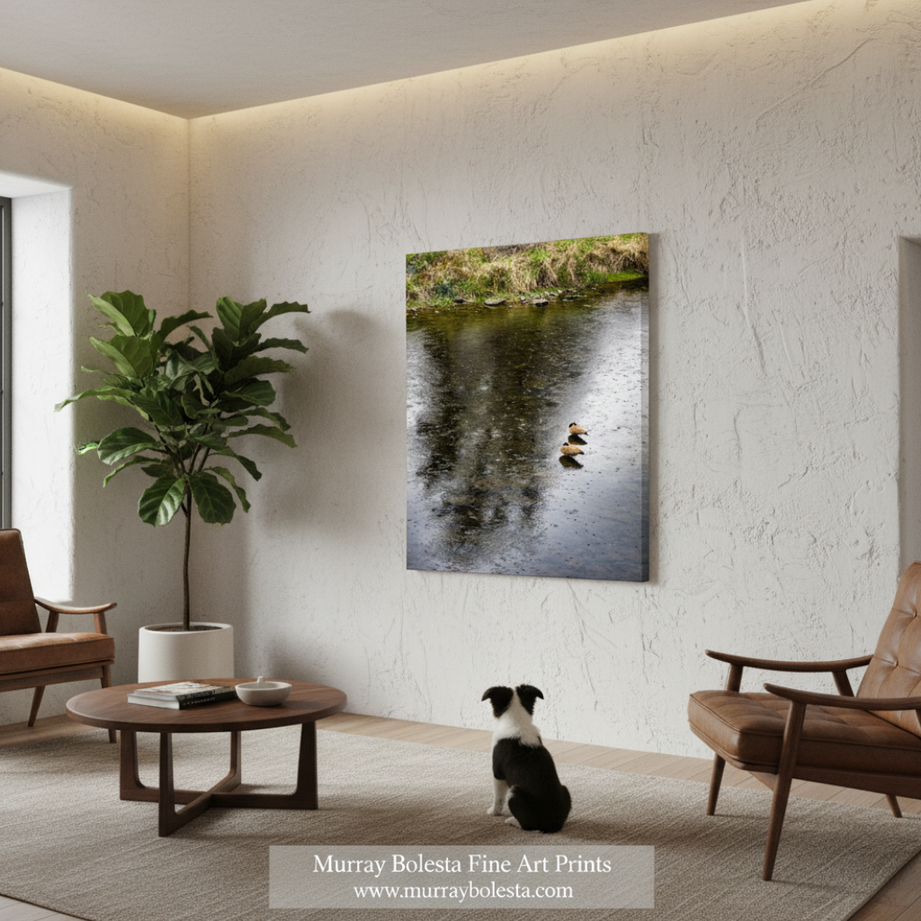 Two ducks swimming in a calm, reflective body of water surrounded by grass and rocks. Bend Oregon Crooked River Bird Art with Canada Geese by Murray Bolesta