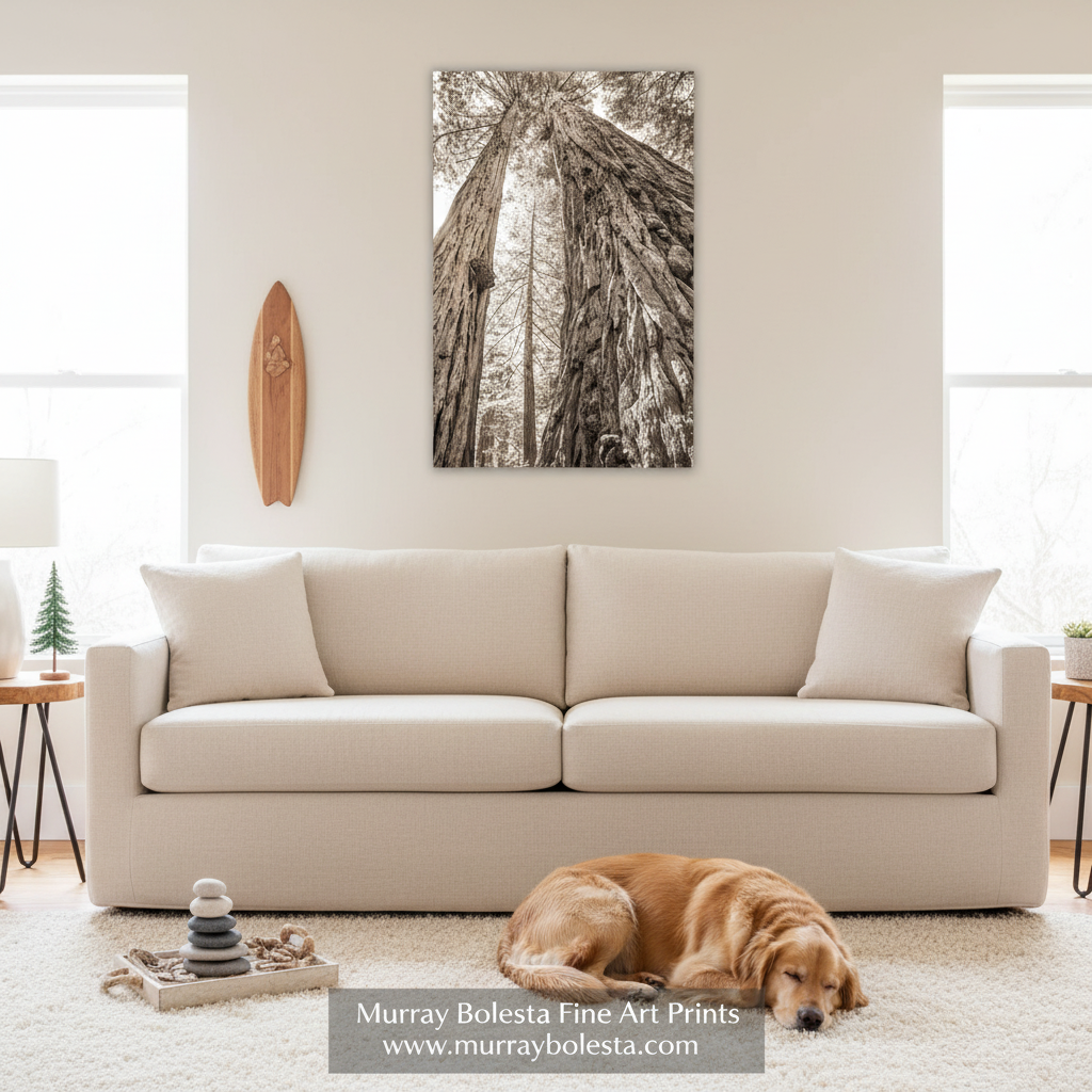 Big Basin Redwood Print – Santa Cruz Sepia Forest Wall Art